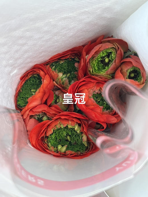 国产洋牡丹-【皇冠】 商品图1