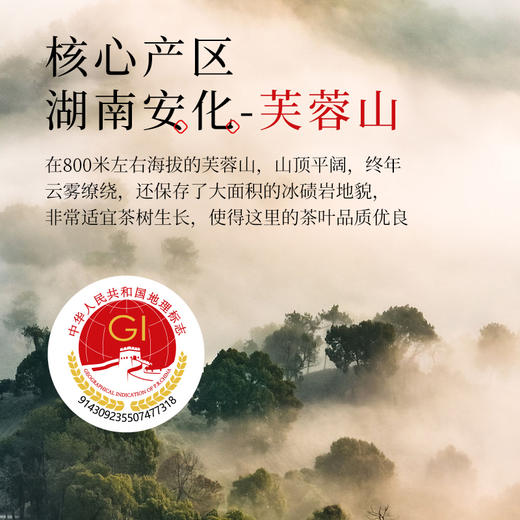 茶马世家 千两花卷茶 2012年湖南特产 礼盒装600g 商品图4