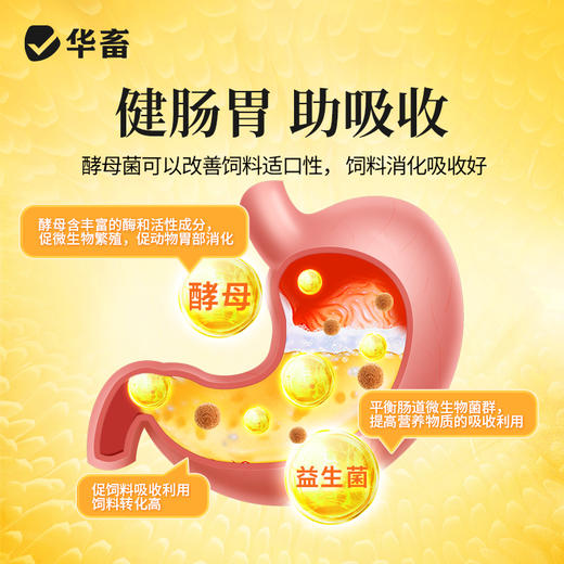 黄芪酵母粉20斤 益气固本补营养促吸收 商品图3