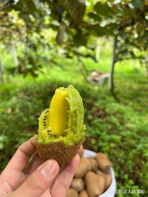 【新鲜】水果修文猕猴桃大果，500克/份 商品图2