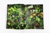 植物図鑑Ⅵ / Encyclopedia of Flowers VI / 植物图鉴 6 商品缩略图3