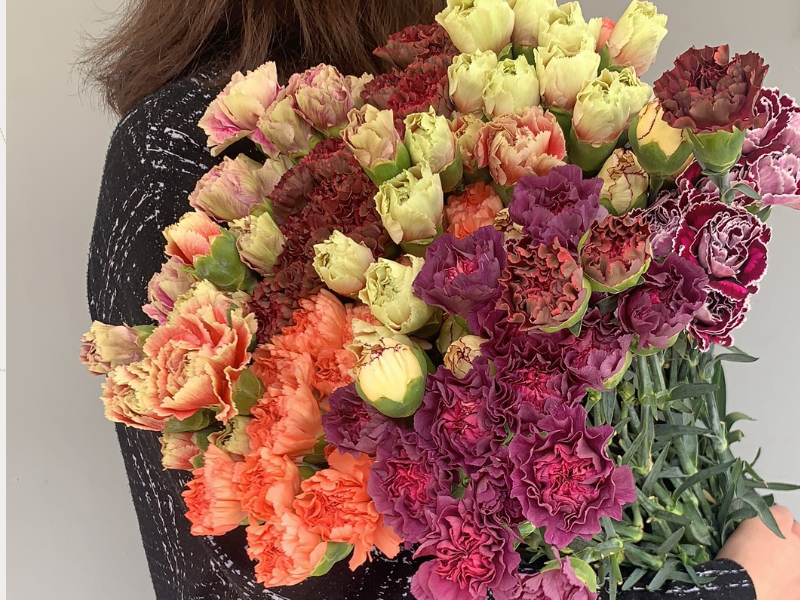 买一束送一束，菜头商城 聊寄一枝春，云南懒人插花之〔复古康乃馨〕A级 一束20枝装（16枝+4枝防损）