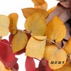荷兰花材 | 永生大叶多支尤加利秋色 商品缩略图3