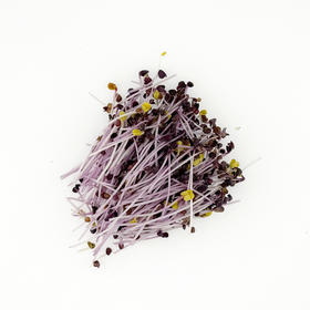 【自然农法】有机萝卜苗200g