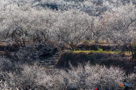 1月15日出发:陆河赏梅正当时·“梅”丽乡村2天摄影 商品图1