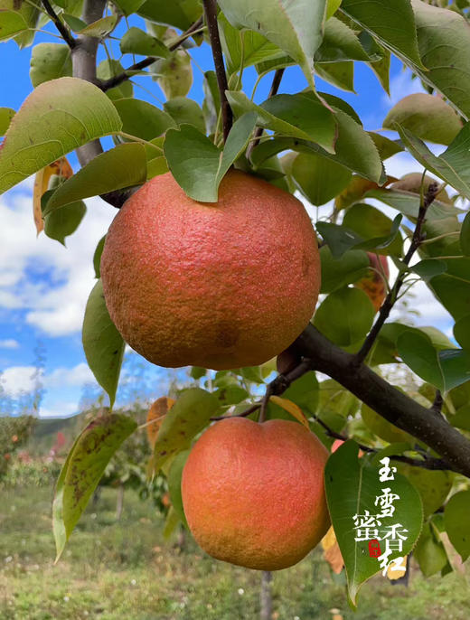 瑞雪蜜香红丽江木梨（礼盒6-8枚装） 商品图10