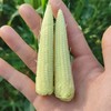 生态玉米笋（浙江） | 合作生产*Ecological baby corn | Partner Production 商品缩略图2