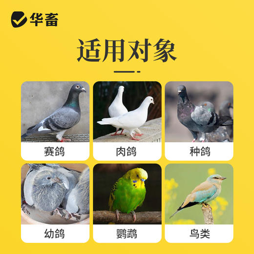 华畜百草鸽浴盐鸽子洗澡专用除味赛鸽鹦鹉鸟类养殖用虱子螨虫体外 商品图4