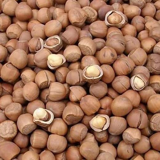 优选|东北野生手拍榛子  个大饱满  醇香丝滑  500g/袋  送夹子 商品图3