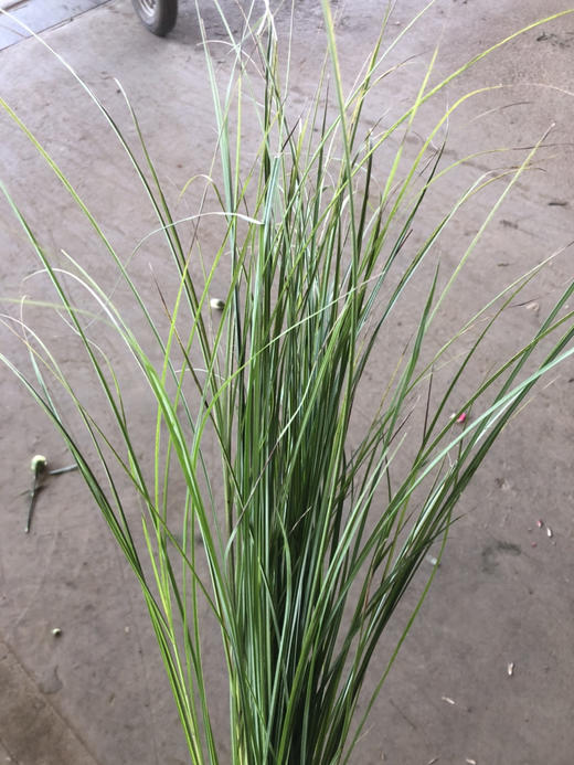 细叶芒 商品图0