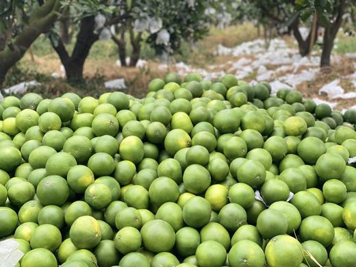 【青悦柚】青悦是青媛的升级版，比青媛口感更鲜嫩，甜度更高，也更多汁呢！福建漳州南靖发货，顺丰、0-5°发泡沫箱、-5--15发泡沫箱+保温袋、-15°以下不建议下单 （冻伤不售后） 商品图12