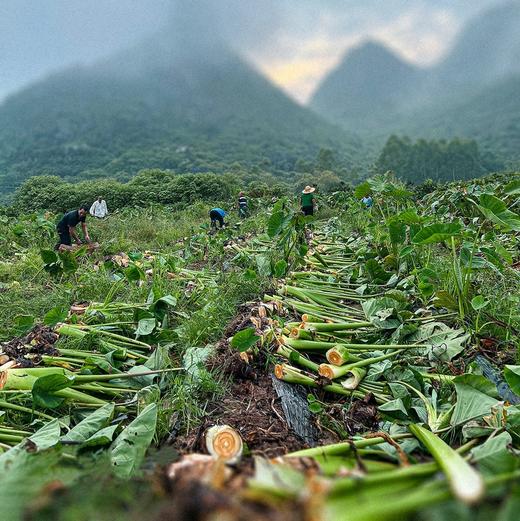 【287项农残0检出】中国地理标志产品《广西荔浦芋头》   肉质粉糯  芋香浓郁 商品图9