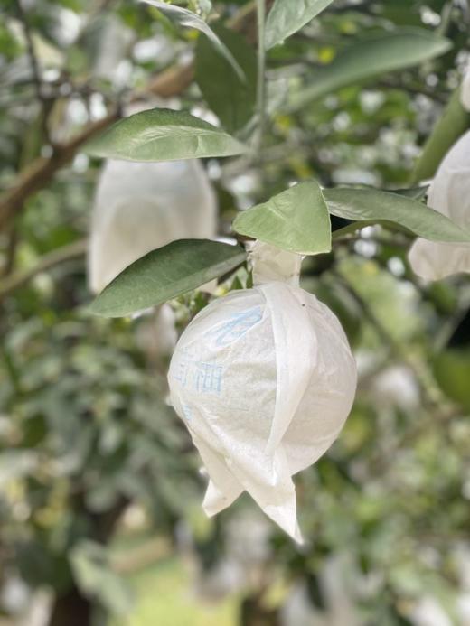 【青悦柚】青悦是青媛的升级版，比青媛口感更鲜嫩，甜度更高，也更多汁呢！福建漳州南靖发货，顺丰、0-5°发泡沫箱、-5--15发泡沫箱+保温袋、-15°以下不建议下单 （冻伤不售后） 商品图11