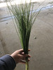 细叶芒 商品缩略图1
