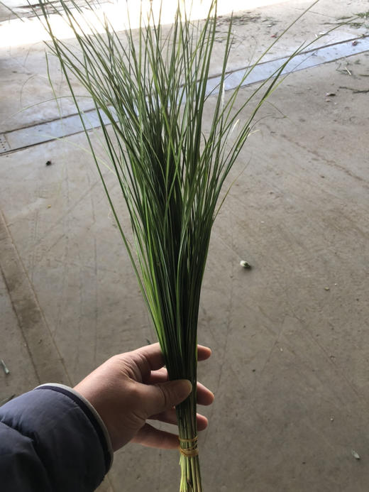 细叶芒 商品图1