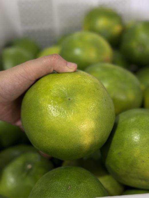 【青悦柚】青悦是青媛的升级版，比青媛口感更鲜嫩，甜度更高，也更多汁呢！福建漳州南靖发货，顺丰、0-5°发泡沫箱、-5--15发泡沫箱+保温袋、-15°以下不建议下单 （冻伤不售后） 商品图7