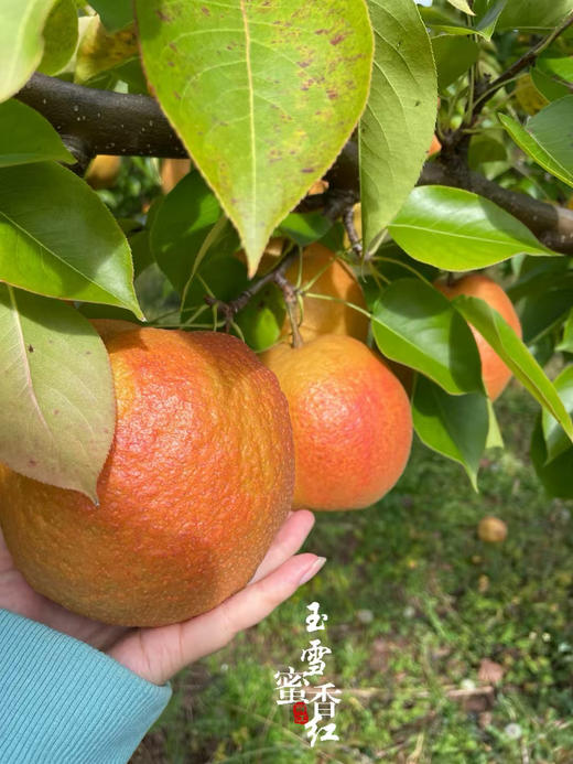 瑞雪蜜香红丽江木梨（礼盒6-8枚装） 商品图8