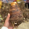 【287项农残0检出】中国地理标志产品《广西荔浦芋头》   肉质粉糯  芋香浓郁 商品缩略图2