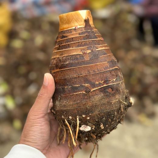 【287项农残0检出】中国地理标志产品《广西荔浦芋头》   肉质粉糯  芋香浓郁 商品图2