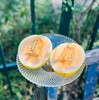 金蛋小甜瓜，炫到停不下来🍈 这瓜简直是秋冬限定的宝藏咬上一口，脆嫩的瓜肉在齿间爆开，汁水如蜜般四溢，甜度轻松飙到 18°+，满满的甜蜜冲击着味蕾 商品缩略图4