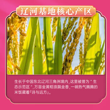 隆平芯米鹤乡珍米10斤 2025年新米 珍珠米 东北大米 寿司粥米 粳米5kg /粮油调味 /米 /珍珠米 商品图5