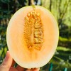 金蛋小甜瓜，炫到停不下来🍈 这瓜简直是秋冬限定的宝藏咬上一口，脆嫩的瓜肉在齿间爆开，汁水如蜜般四溢，甜度轻松飙到 18°+，满满的甜蜜冲击着味蕾 商品缩略图2