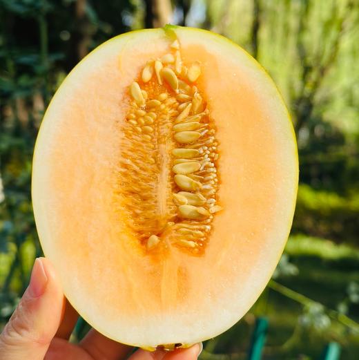 金蛋小甜瓜，炫到停不下来🍈 这瓜简直是秋冬限定的宝藏咬上一口，脆嫩的瓜肉在齿间爆开，汁水如蜜般四溢，甜度轻松飙到 18°+，满满的甜蜜冲击着味蕾 商品图2