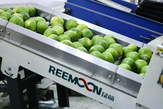 【青悦柚】青悦是青媛的升级版，比青媛口感更鲜嫩，甜度更高，也更多汁呢！福建漳州南靖发货，顺丰、0-5°发泡沫箱、-5--15发泡沫箱+保温袋、-15°以下不建议下单 （冻伤不售后） 商品图3