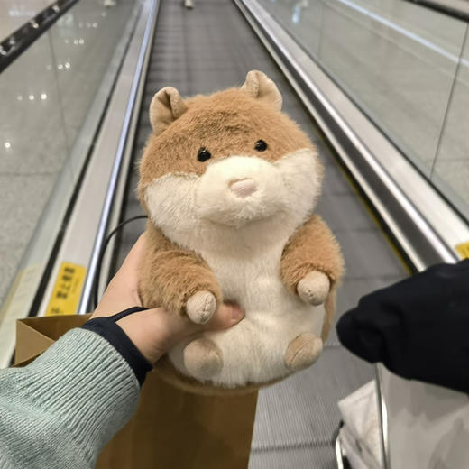 豚鼠界的巨星!高迪豚鼠112101 商品图5