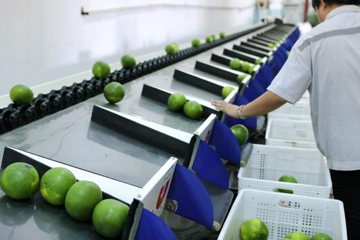 【青悦柚】青悦是青媛的升级版，比青媛口感更鲜嫩，甜度更高，也更多汁呢！福建漳州南靖发货，顺丰、0-5°发泡沫箱、-5--15发泡沫箱+保温袋、-15°以下不建议下单 （冻伤不售后） 商品图4