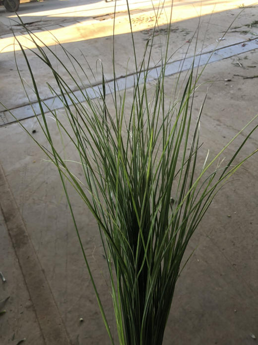 细叶芒 商品图3