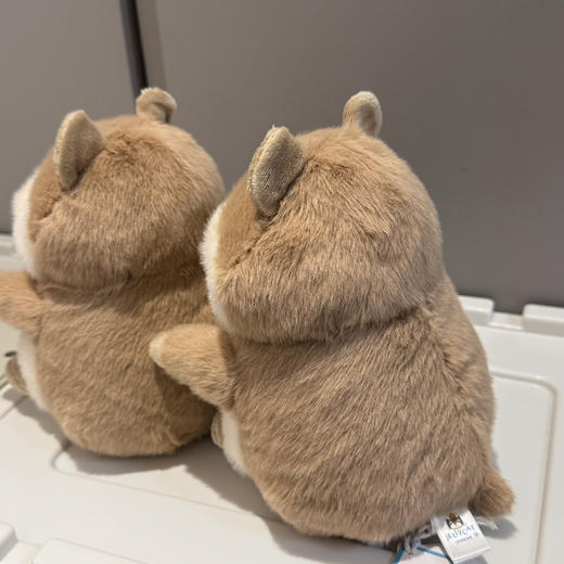 豚鼠界的巨星!高迪豚鼠112101 商品图2