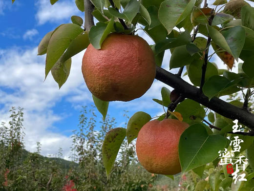 瑞雪蜜香红丽江木梨（礼盒6-8枚装） 商品图11