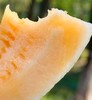 金蛋小甜瓜，炫到停不下来🍈 这瓜简直是秋冬限定的宝藏咬上一口，脆嫩的瓜肉在齿间爆开，汁水如蜜般四溢，甜度轻松飙到 18°+，满满的甜蜜冲击着味蕾 商品缩略图3