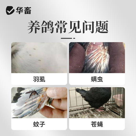 华畜百草鸽浴盐鸽子洗澡专用除味赛鸽鹦鹉鸟类养殖用虱子螨虫体外 商品图1