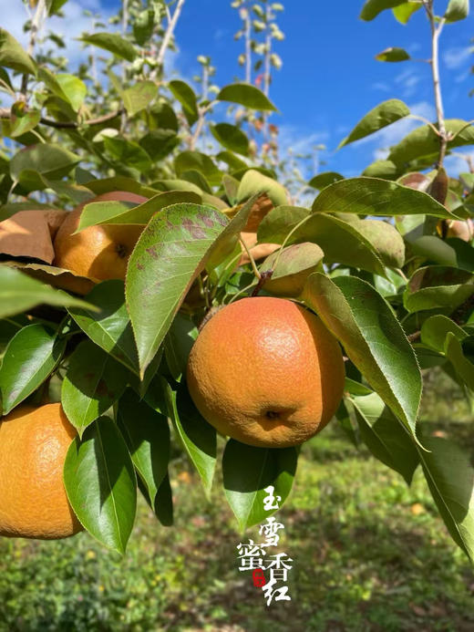 瑞雪蜜香红丽江木梨（礼盒6-8枚装） 商品图7