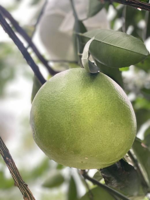 【青悦柚】青悦是青媛的升级版，比青媛口感更鲜嫩，甜度更高，也更多汁呢！福建漳州南靖发货，顺丰、0-5°发泡沫箱、-5--15发泡沫箱+保温袋、-15°以下不建议下单 （冻伤不售后） 商品图9