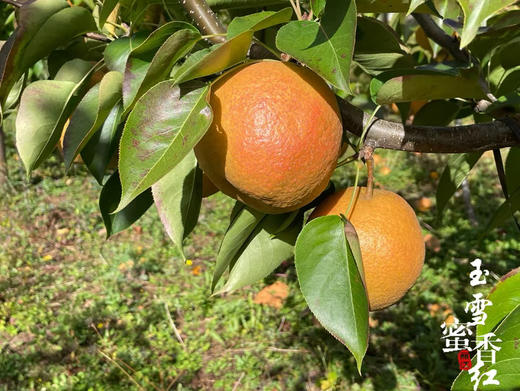 瑞雪蜜香红丽江木梨（礼盒6-8枚装） 商品图9