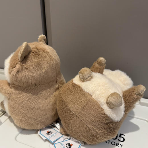 豚鼠界的巨星!高迪豚鼠112101 商品图3