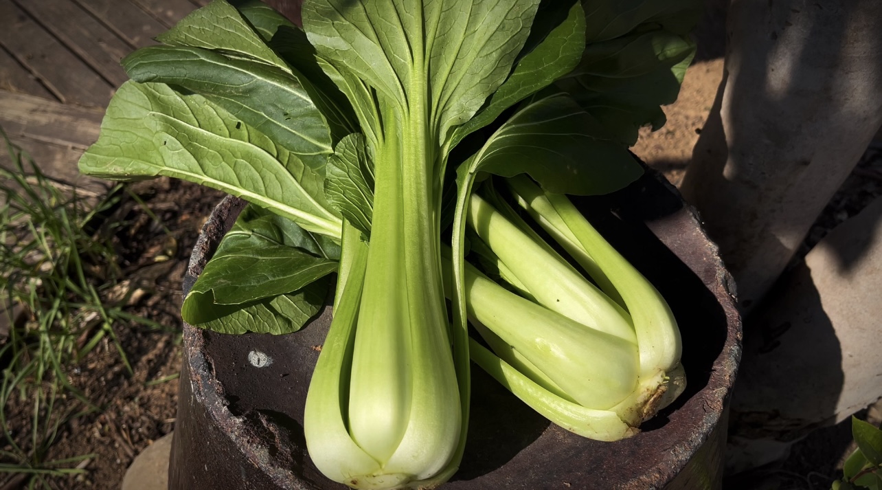 老品种青菜400g~农场现摘现发