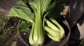 老品种青菜400g~农场现摘现发