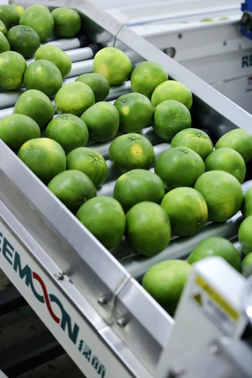 【青悦柚】青悦是青媛的升级版，比青媛口感更鲜嫩，甜度更高，也更多汁呢！福建漳州南靖发货，顺丰、0-5°发泡沫箱、-5--15发泡沫箱+保温袋、-15°以下不建议下单 （冻伤不售后） 商品图2