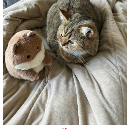 豚鼠界的巨星!高迪豚鼠112101 商品图8