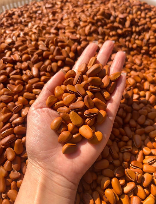 💰29.9到手6袋【君味唻开口松子】🌰天然醇厚松木香，入口油润不腻😋 ✅ 源自东北红松🌲人工精挑细选👐琥珀外衣一剥秒掉🍯，雪白油润果肉嫩到流油💦  商品图3