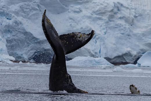 海神号南极半岛12天圣诞威德尔海之旅｜2025.12.18-12.29 商品图5