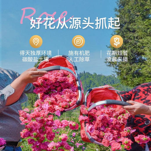 有机玫瑰花蕾茶 商品图5