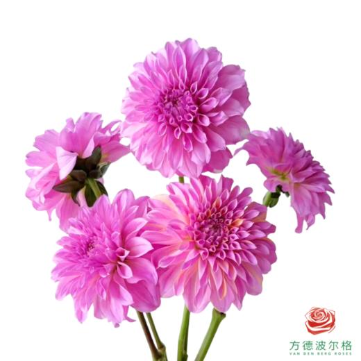 大丽花 玫瑰桃子 4-5枝一扎 商品图0