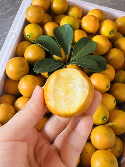脆蜜金柑 大果 商品图6