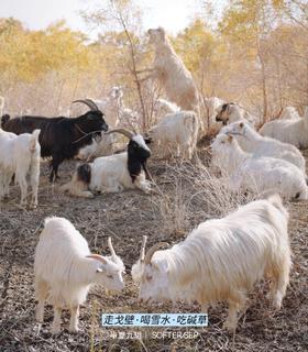 【顺丰空运】2025新疆巴州尉犁县小羔羊。基地直邮