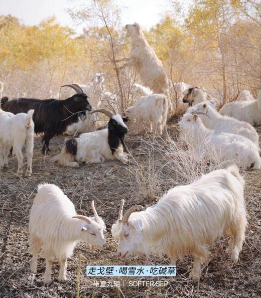 【顺丰空运】2025新疆巴州尉犁县小羔羊。基地直邮 商品图0